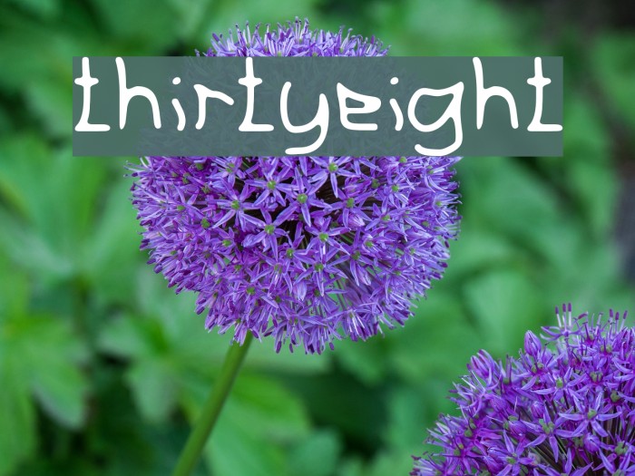 thirtyeight Polices examples