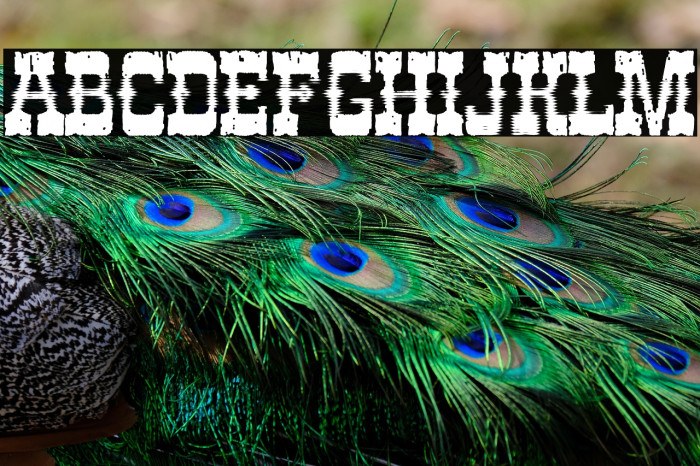 TIMEMACHINE HALLOWEEN PERSONAL USE Bold Example 3