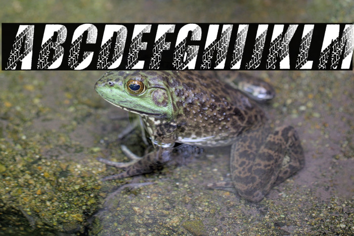 TIRES ITALIC PERSONAL USE Bold Italic Example 2