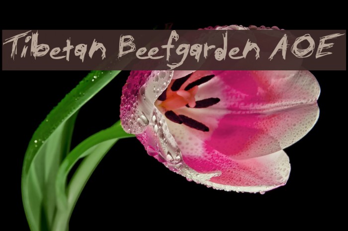 Tibetan Beefgarden AOE Font examples