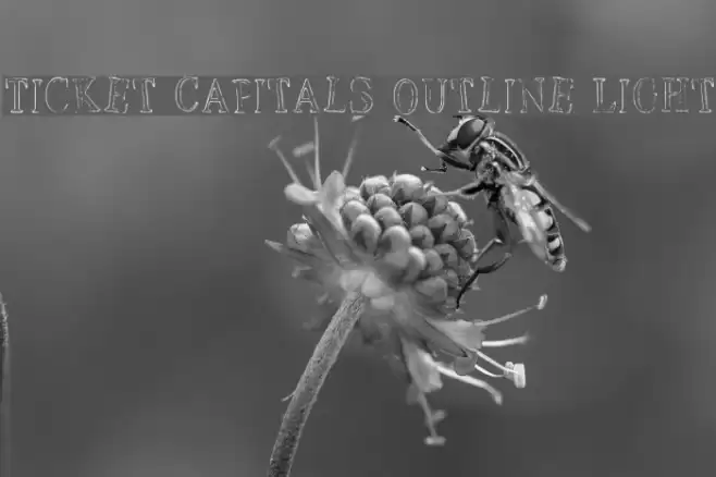 Ticket Capitals Outline Light Font examples