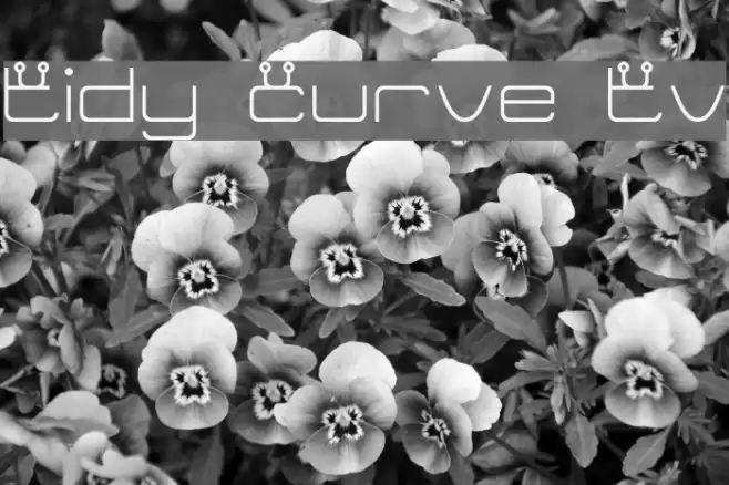 Tidy Curve TV Schriftart examples