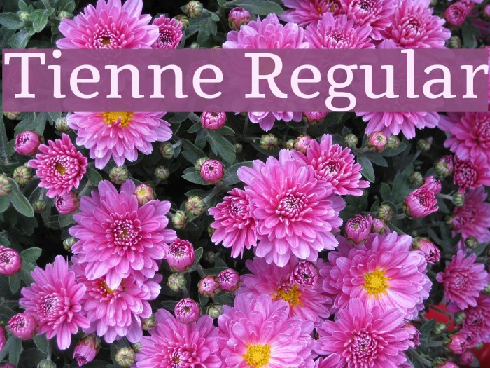 Tienne Regular Font examples