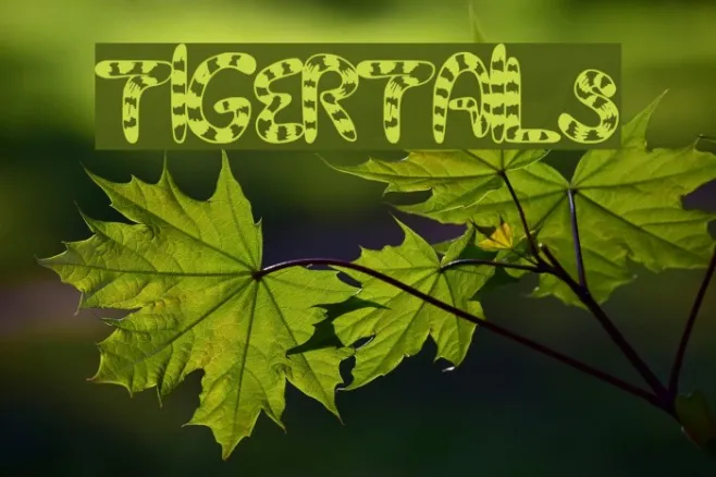 TigerTails Example 3
