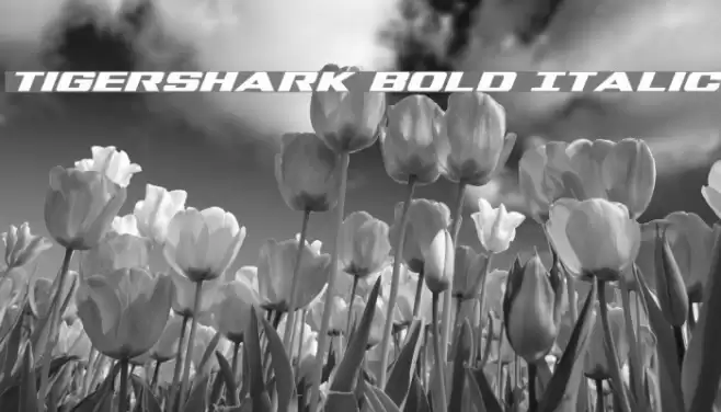 Tigershark Bold Italic Font examples