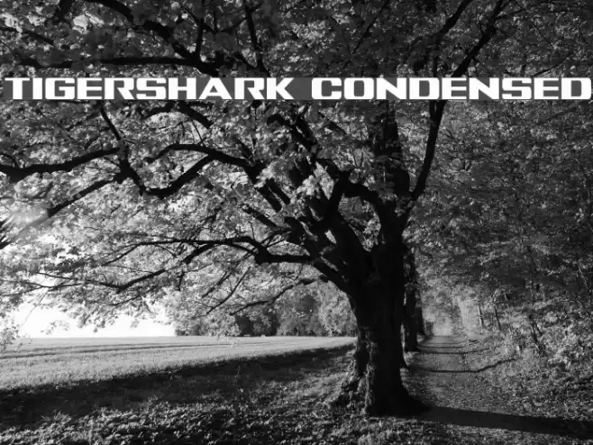 Tigershark Condensed Font examples