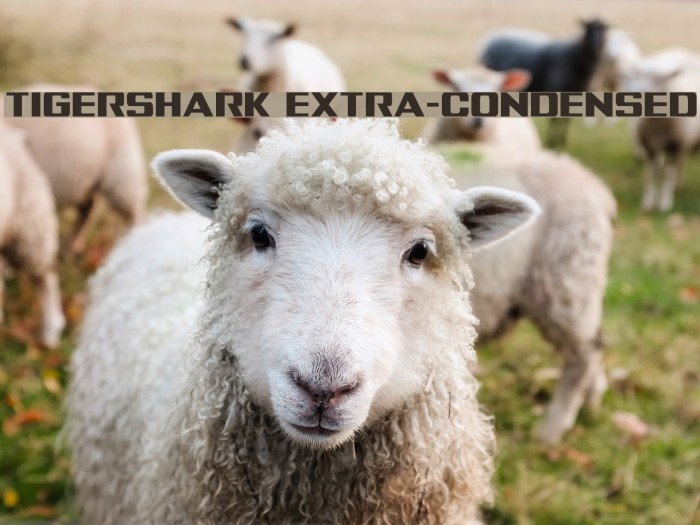 Tigershark Extra-Condensed Font examples