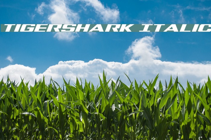 Tigershark Italic Example 2