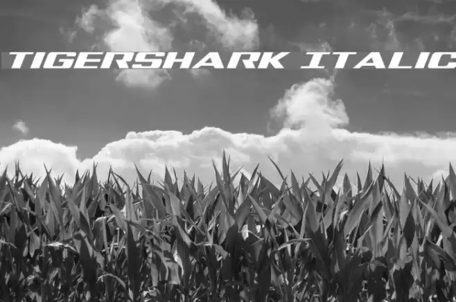 Tigershark Italic Font examples
