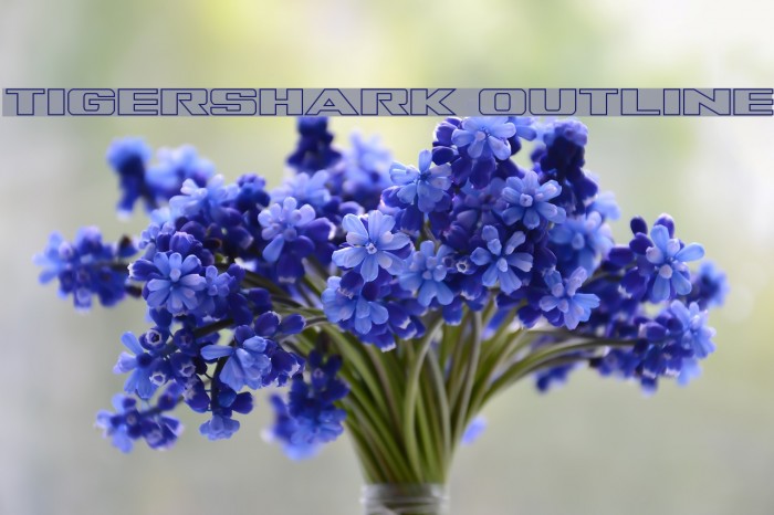 Tigershark Outline Font examples