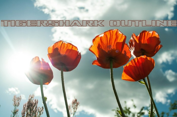 Tigershark Outline Font examples