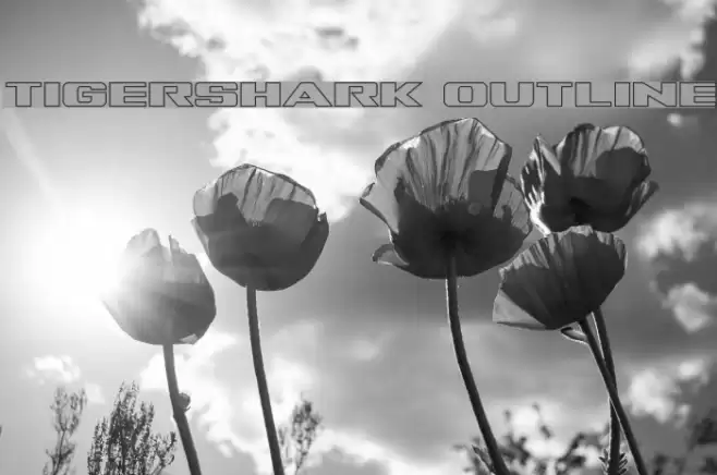 Tigershark Outline Font examples
