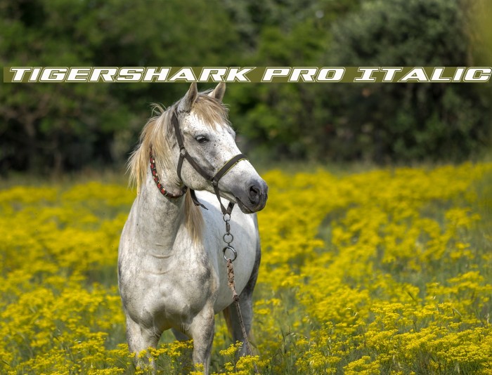 Tigershark Pro Italic Example 2