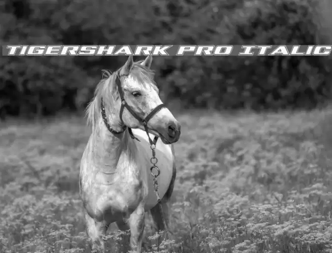 Tigershark Pro Italic Font examples