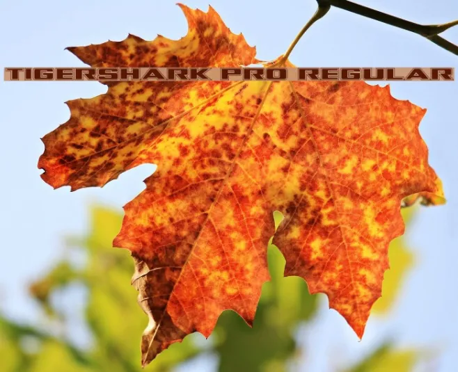 Tigershark Pro Regular Example 1