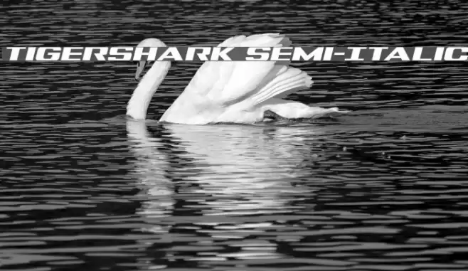 Tigershark Semi-Italic Font examples
