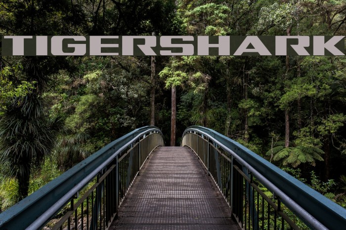 Tigershark Font examples