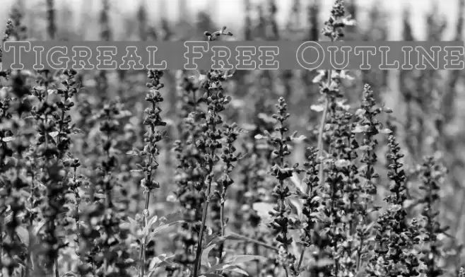 Tigreal Free Outline Font examples