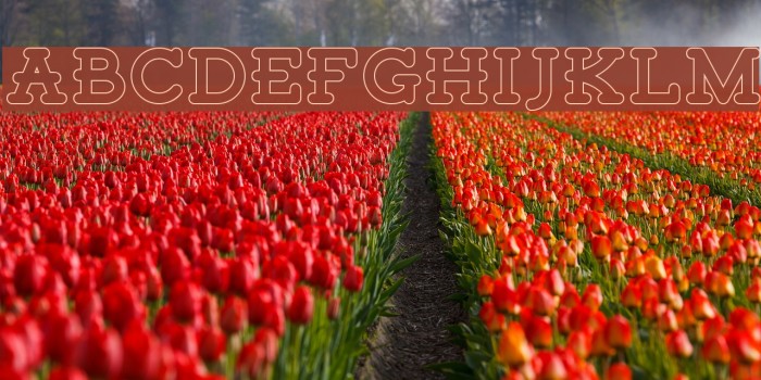 TigrealFree-Outline Font examples
