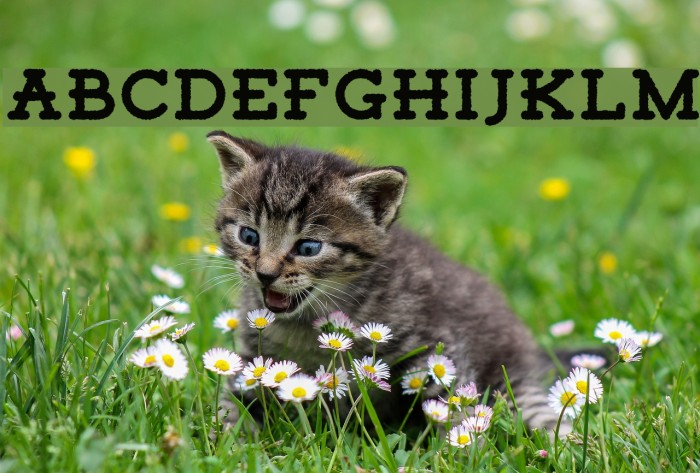 TigrealFree-Rough Font examples