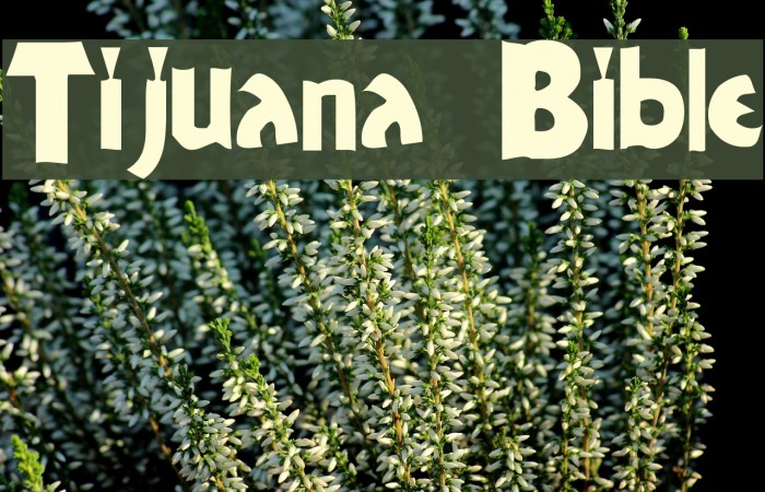 Tijuana Bible Font examples