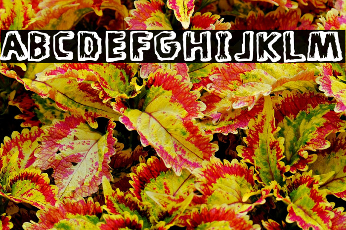 Tiki Tiki Club Example 2