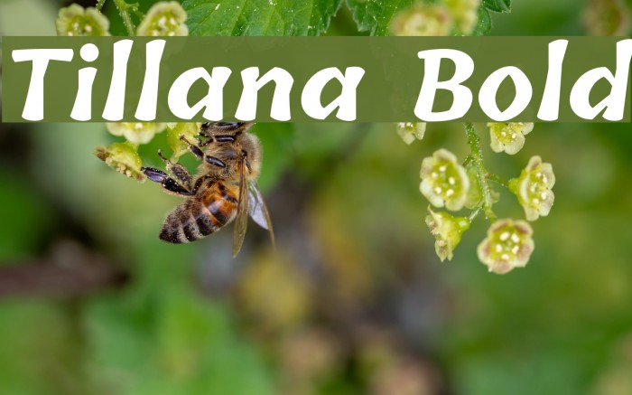 Tillana Bold Font examples