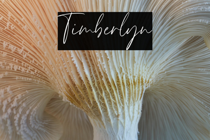 Timberlyn Example 3