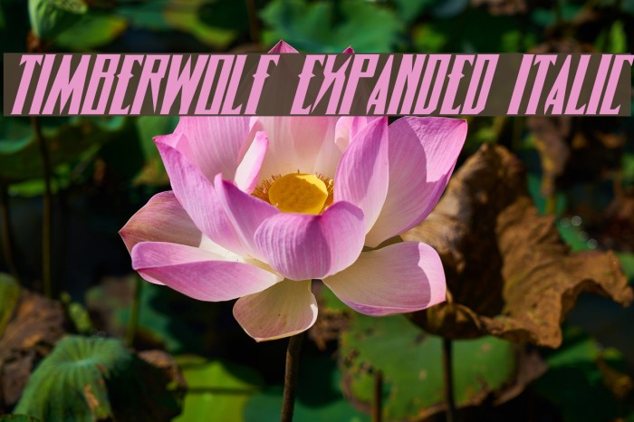 Timberwolf Expanded Italic Font examples