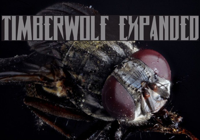 Timberwolf Expanded Font examples