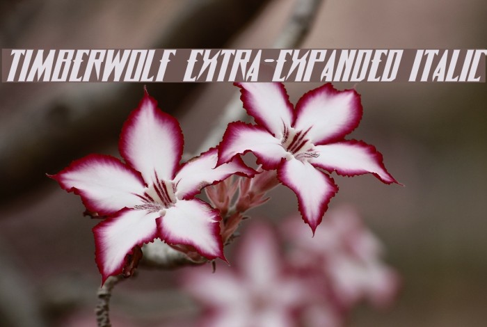 Timberwolf Extra-expanded Italic Font examples