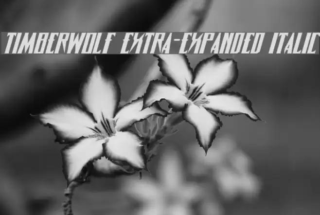 Timberwolf Extra-expanded Italic Font examples