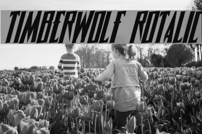 Timberwolf Rotalic Font examples