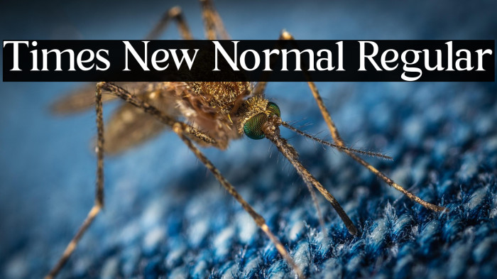 Times New Normal Regular Example 3