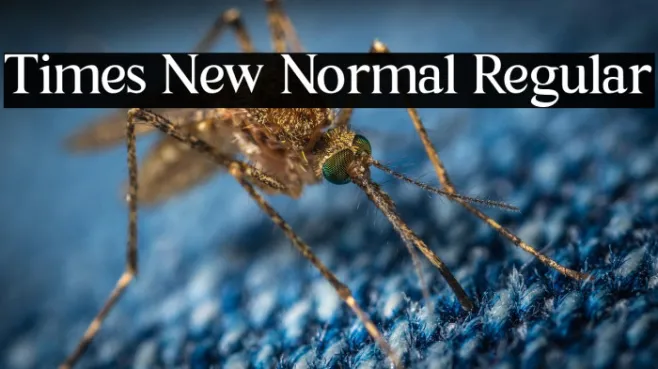 Times New Normal Regular Example 3