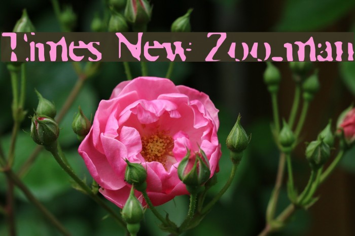 Times New Zoo-man Font examples