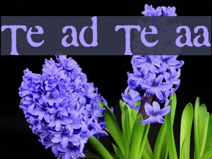 Times and Times again Font examples