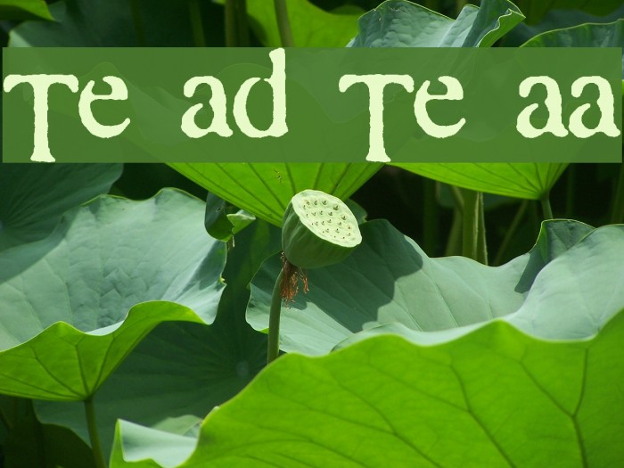 Times and Times again Font examples