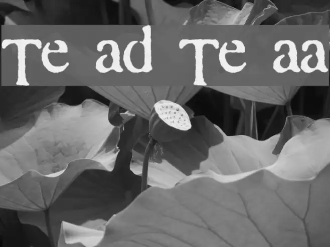 Times and Times again Font examples
