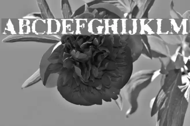 TimesNoRoman Font examples