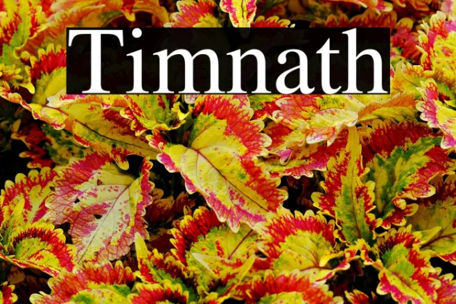 Timnath Example 1