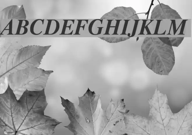 Timok Bold Italic Font examples