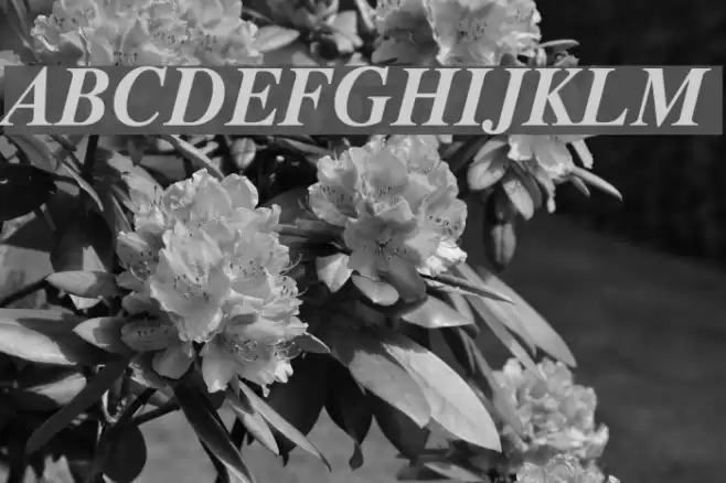 Timok Bold Italic Font examples