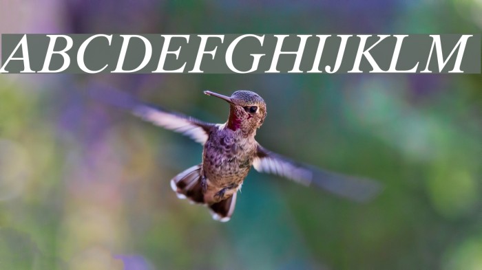 Timok Italic Font examples
