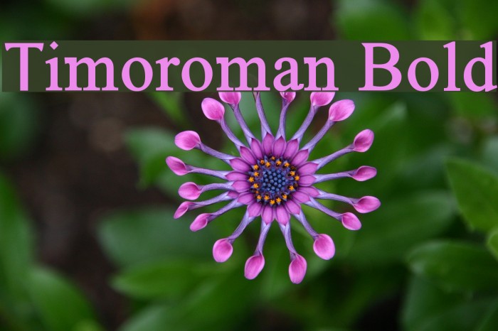 Timoroman Bold Example 1