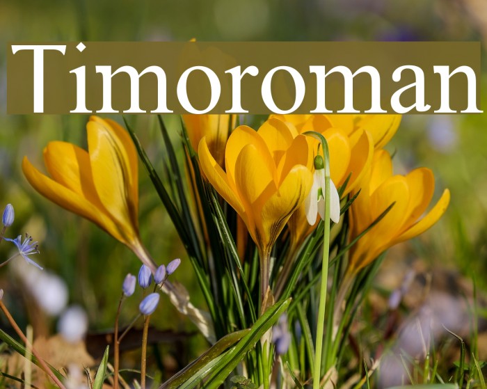 Timoroman Font examples
