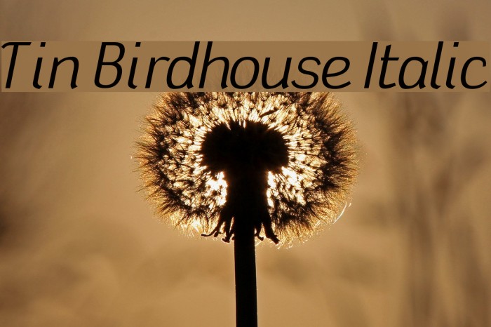 Tin Birdhouse Italic Font examples
