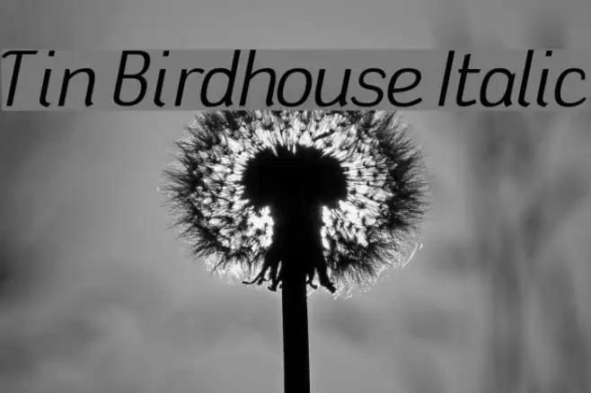 Tin Birdhouse Italic フォント examples