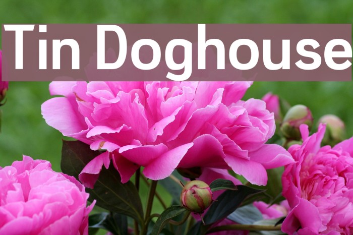 Tin Doghouse Font examples