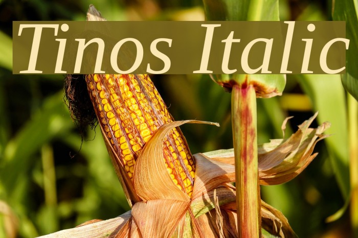 Tinos Italic Font examples
